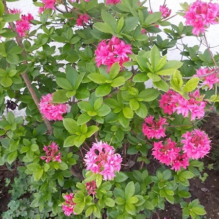 Nad Strumykiem Gæstehus