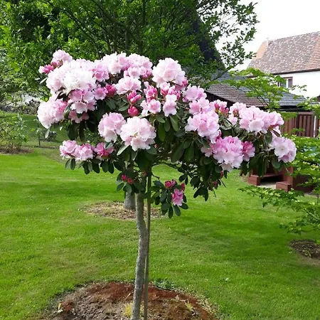 Nad Strumykiem Gæstehus