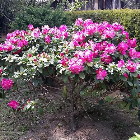 Nad Strumykiem 3* Leśna