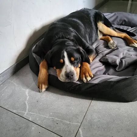 Nad Strumykiem Gæstehus 3*