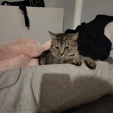 Gæstehus Nad Strumykiem Leśna