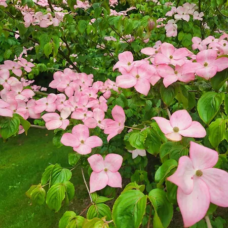 Nad Strumykiem Leśna