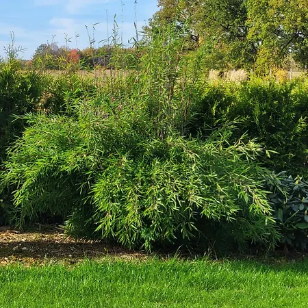 Nad Strumykiem 3* Leśna