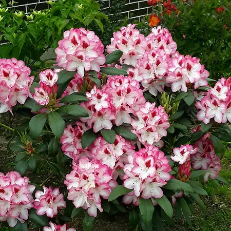 Gæstehus Nad Strumykiem