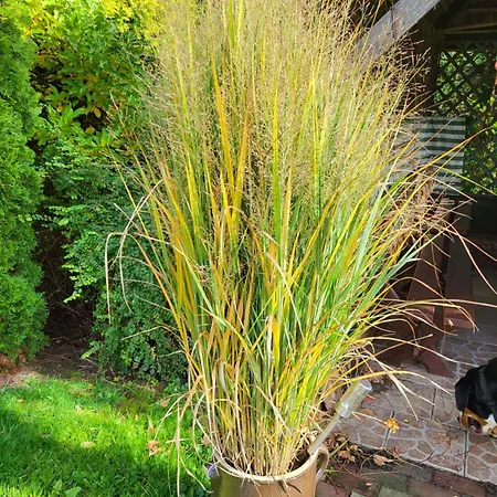 Nad Strumykiem Gæstehus Leśna