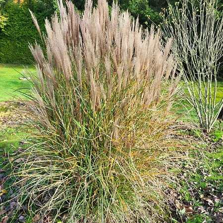 Nad Strumykiem Gæstehus Leśna