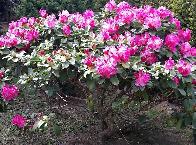 Nad Strumykiem 3* Leśna