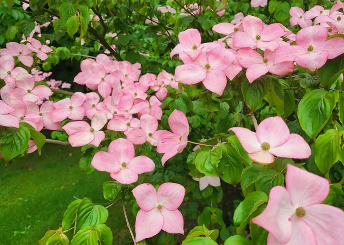 Nad Strumykiem Leśna