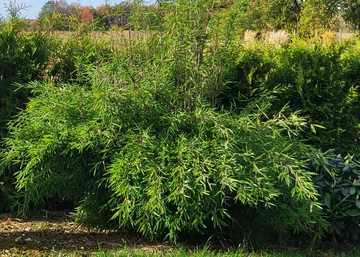 Nad Strumykiem 3* Leśna