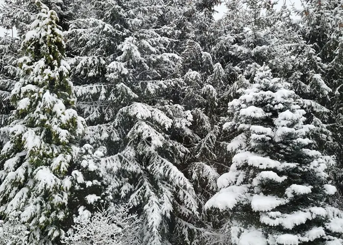 Nad Strumykiem Leśna