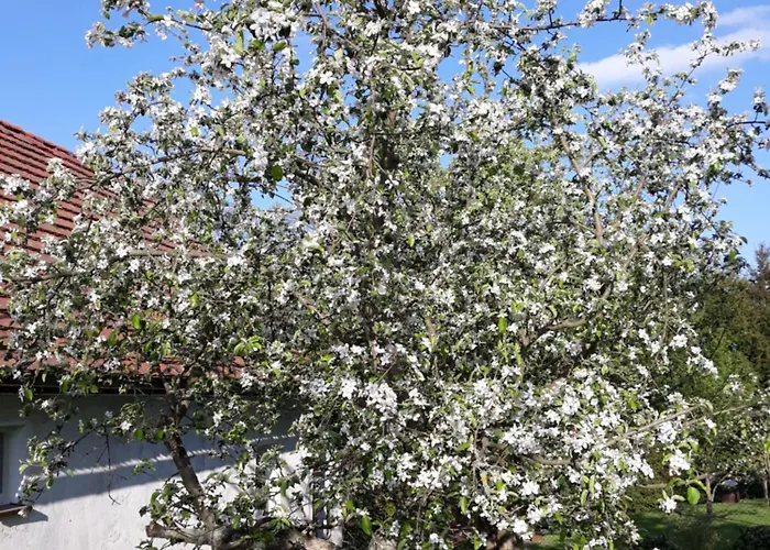 Nad Strumykiem Leśna